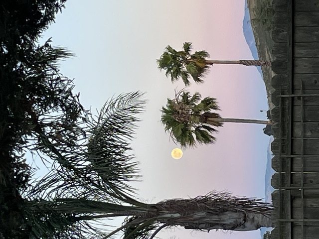 Palm trees and evening sky with a rising moon